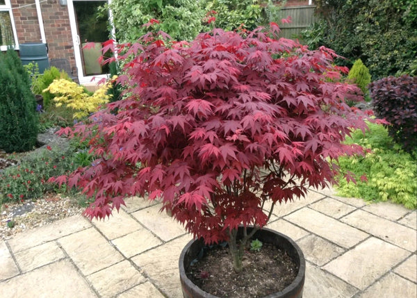 Japanese Purple Maple Tree 15-20cm Tall, Acer Palmatum Atropurpureum Plant